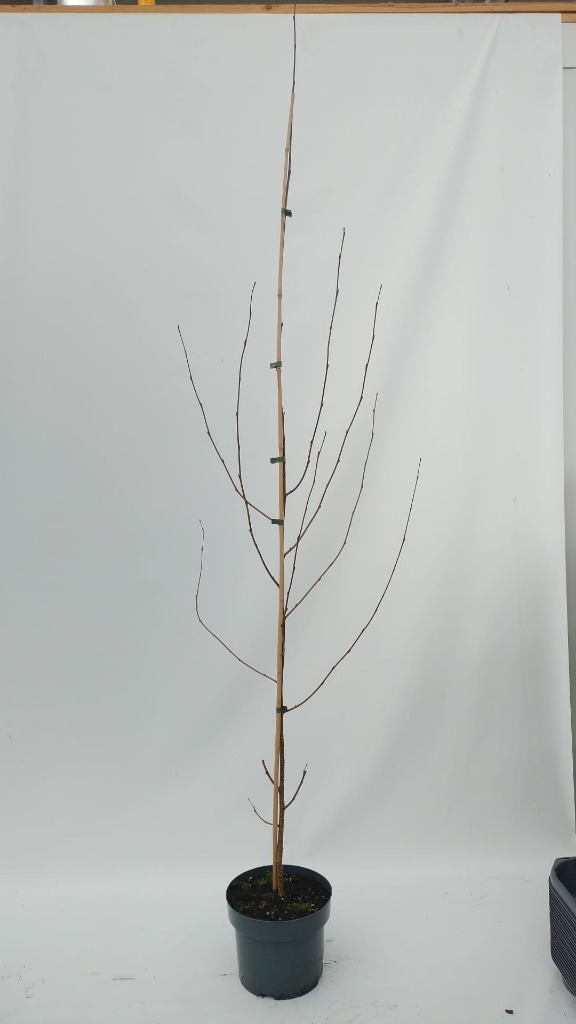 Picture of Betula utilis jacquemontii P23 (5 Ltr) 175/200