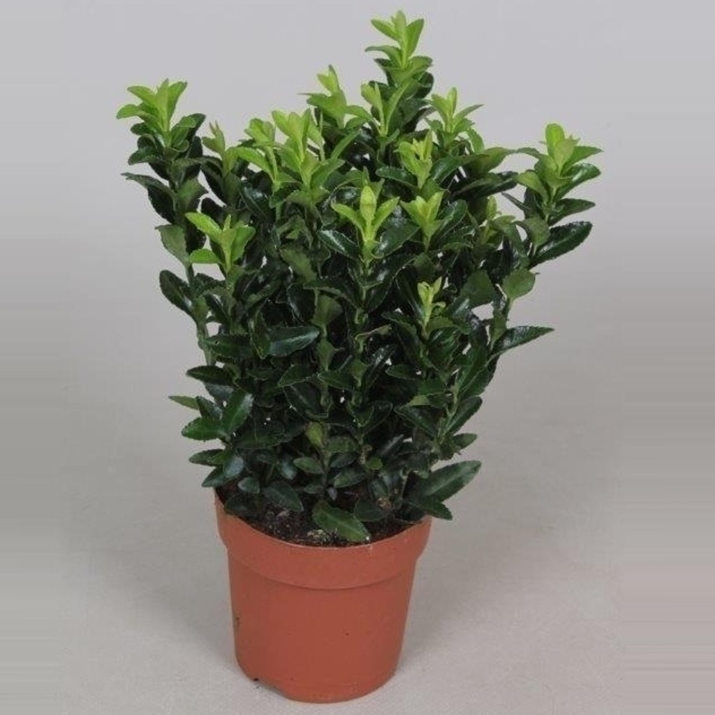 Picture of Euonymus jap Green Spire P10.5