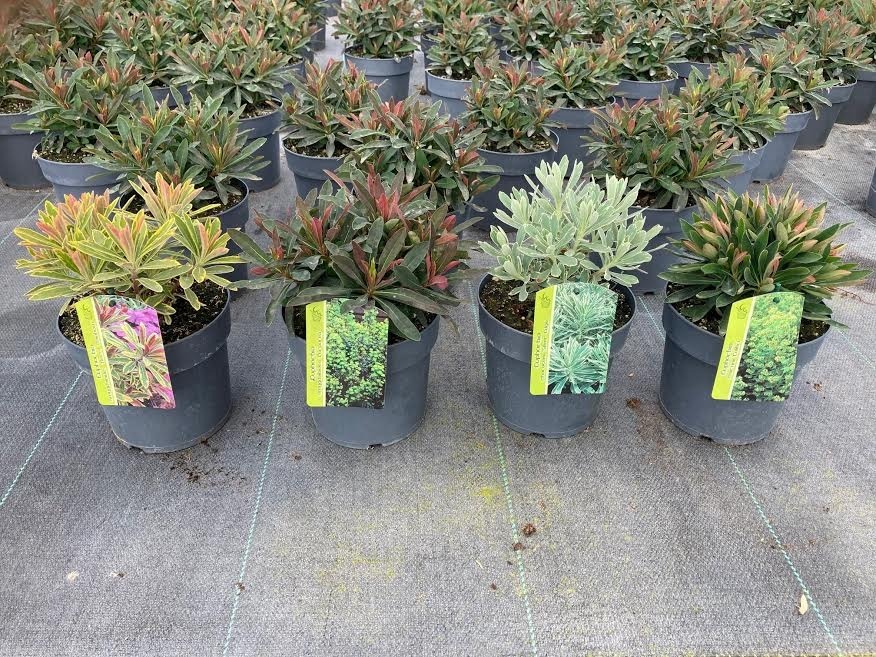 Picture of Trolley Deal 2024 Euphorbia in varieties P17 (2 Ltr) F.O. (060)