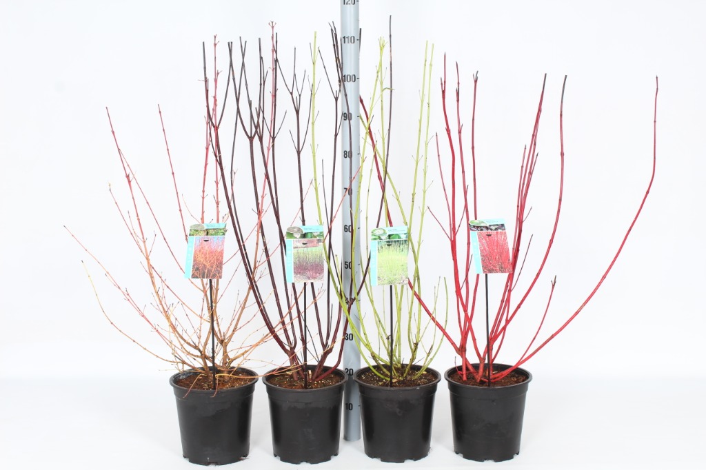 Picture of Cornus in varieties P24 (6 Ltr)