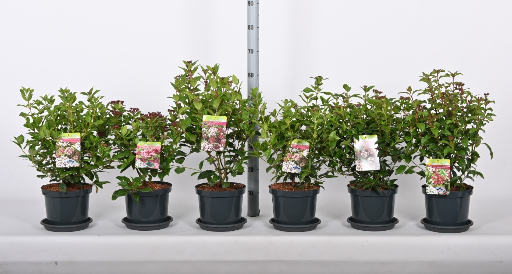 Picture of Trolley Deal 2024 Viburnum tinus in 6 varieties P21 (4 Ltr) F.O. (171)