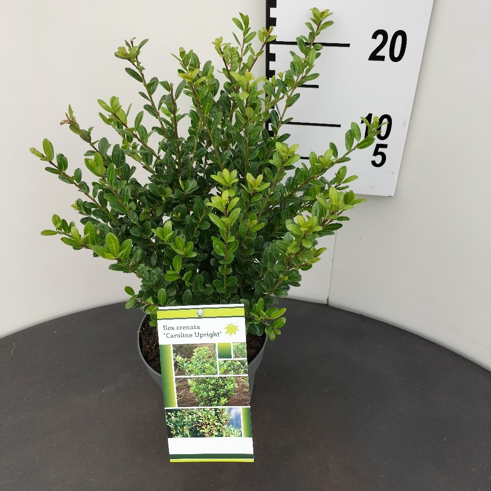 Picture of Ilex cren. Caroline Upright P18 (2.5 Ltr) 25/30CM