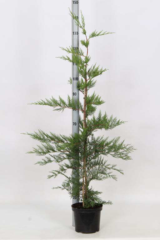 Picture of Cupressocyparis leylandii P21 (4 Ltr) 100/125CM