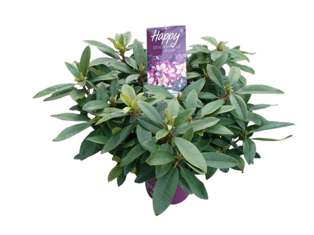 Picture of Rhododendron Happydendron Pushy Purple P23 (5 Ltr) 30/40