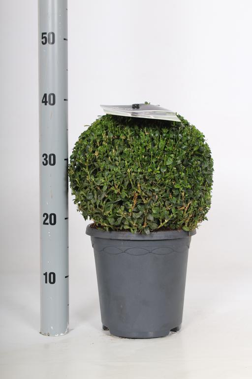 Picture of Buxus sempervirens P21 BALL-25/CM