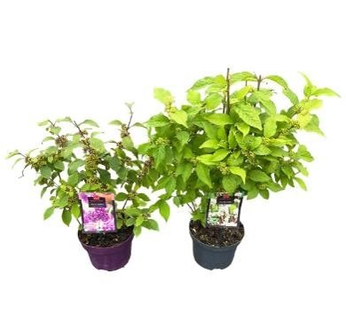 Picture of Callicarpa bodinieri Mix P19 (3 Ltr)