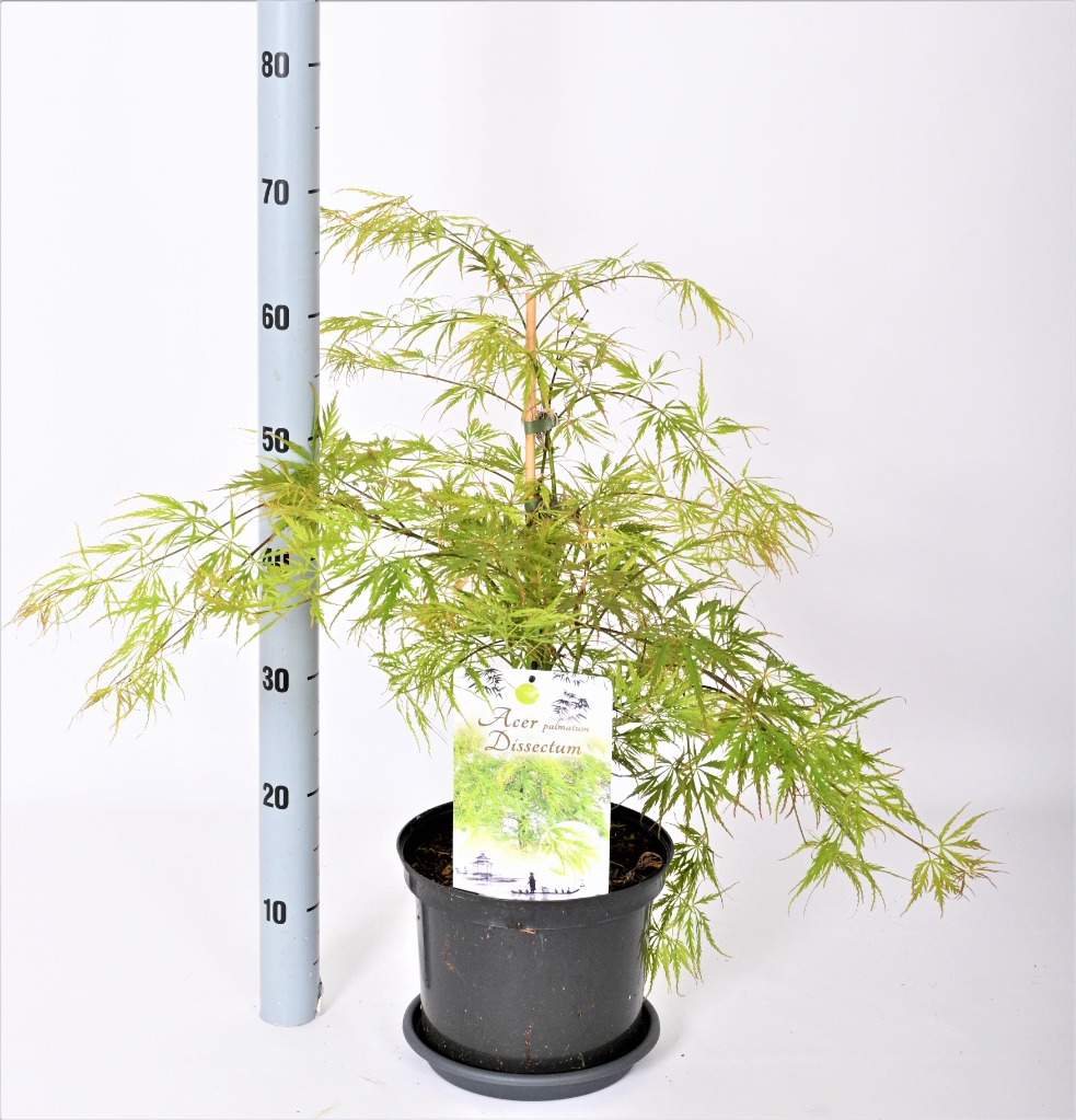 Acer pal. Dissectum