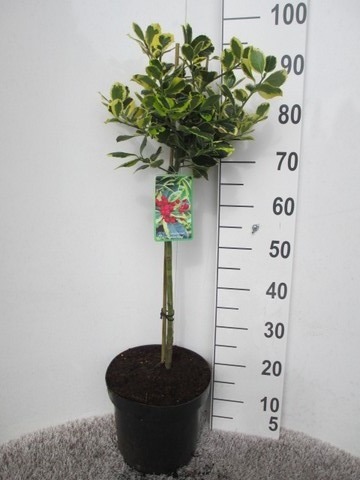 Picture of Ilex altaclerensis Golden King P23 (5 Ltr) 50/std FRESH-POTTED