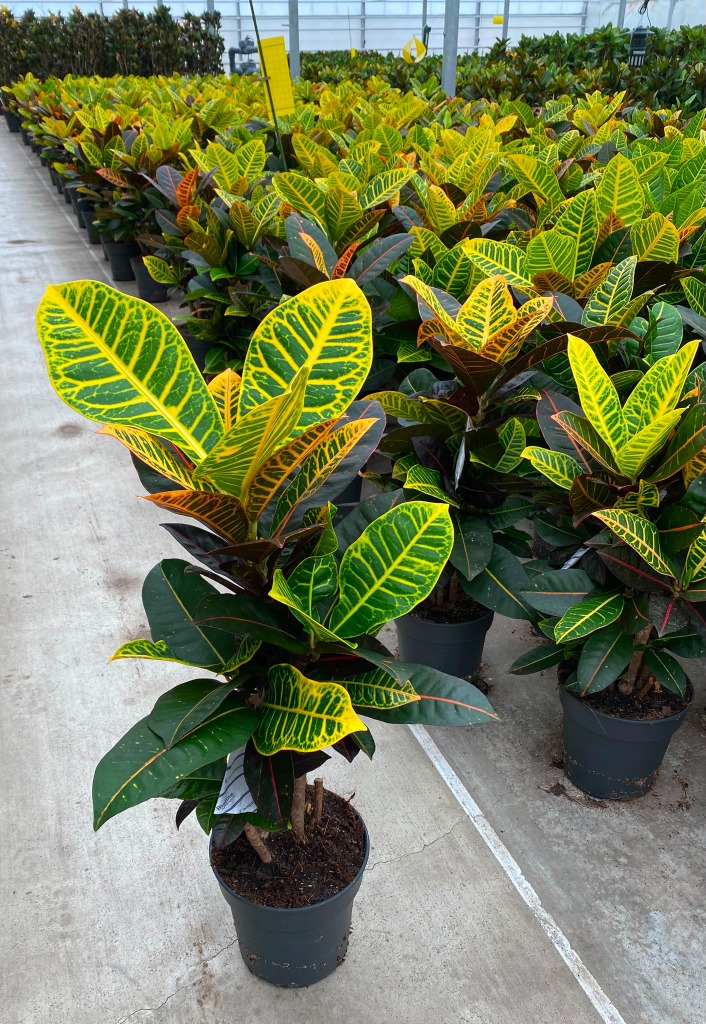 Codiaeum Petra branched