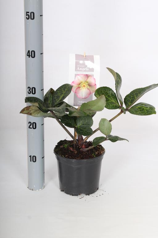 Picture of Helleborus hybridus frostkiss Pennys Pink P15