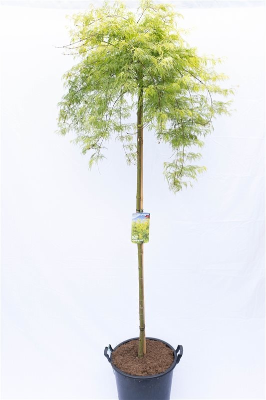 Acer pal. Emerald Lace