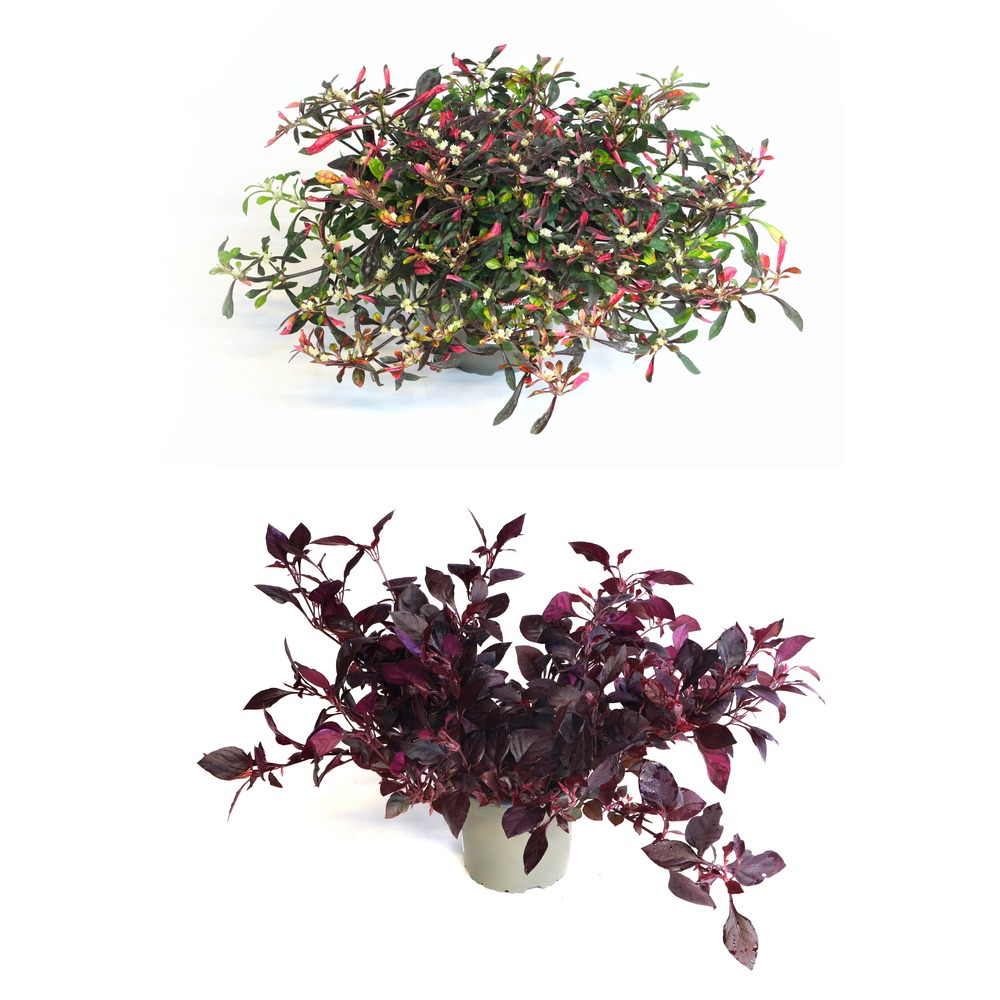 Obrazek Alternanthera dentata P13 25-CM