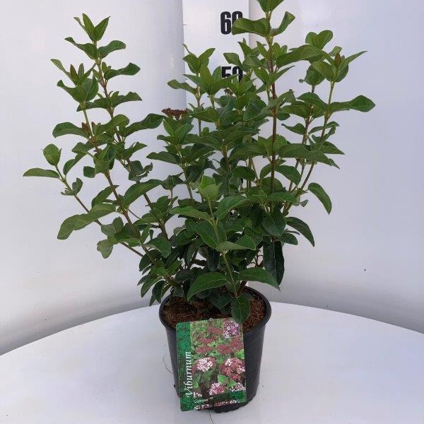 Picture of Viburnum tinus Lisarose P19 (3 Ltr)