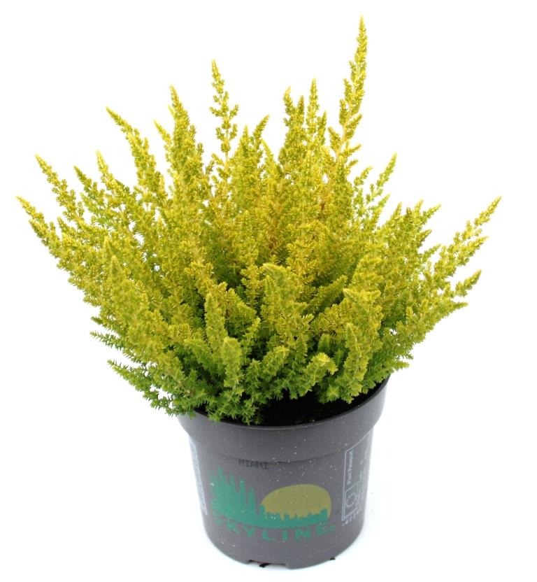 Picture of Calluna Beauty Ladies Barcelona (yellow) P11 30-CM