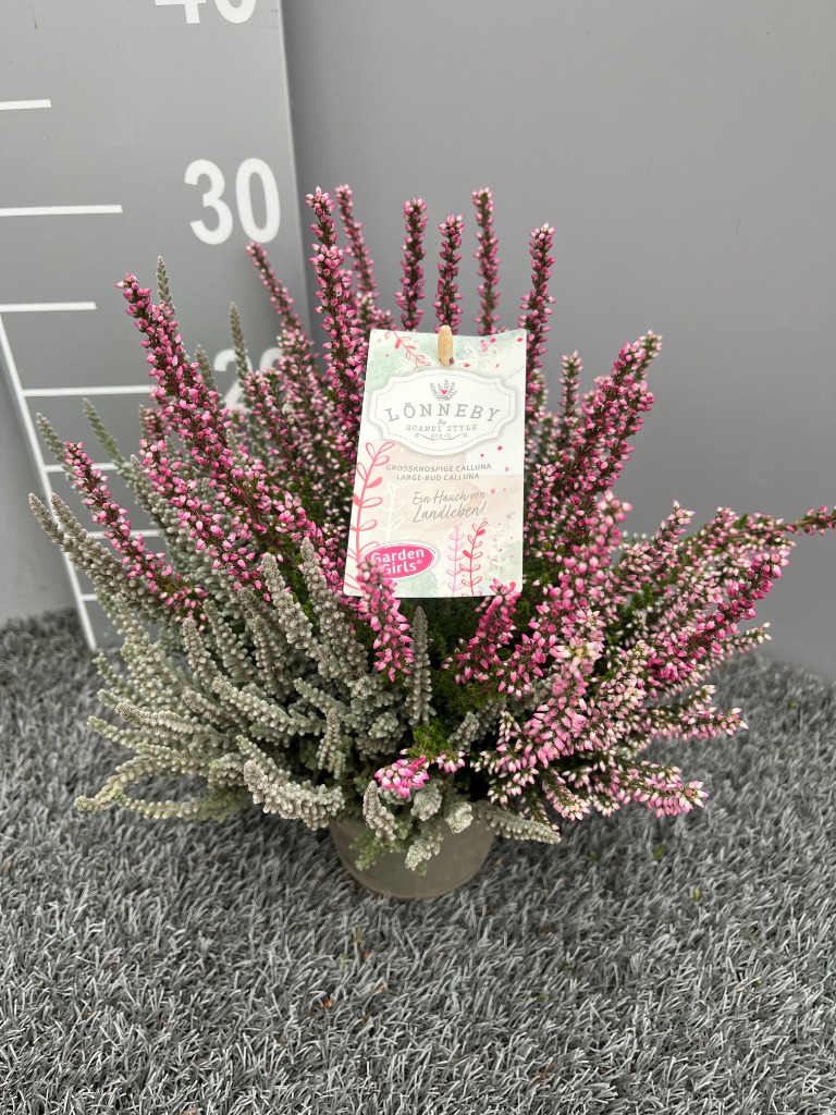 Picture of Calluna Garden Girls Lönneby Trio + label P13 25-CM