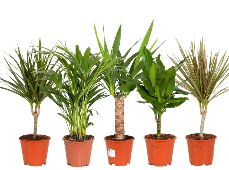 Picture of Trolley Deal 2024 Houseplants in varieties P14 height 45-60 cm F.O (214)