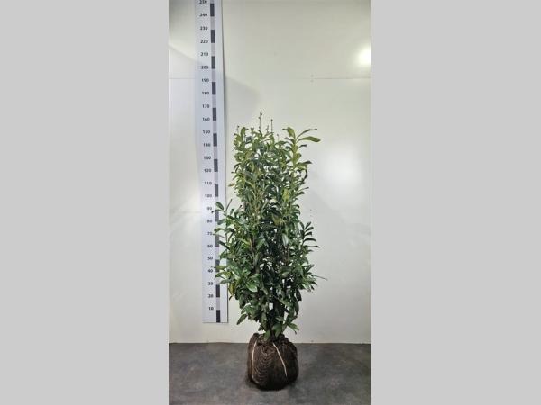 Picture of Prunus laur. Genolia ROOTBALL 125/150CM (LOOSE)