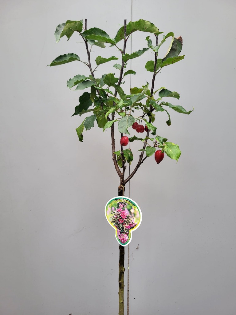 Picture of Malus Velvet Pillar P26 (7.5 Ltr) 80/STD