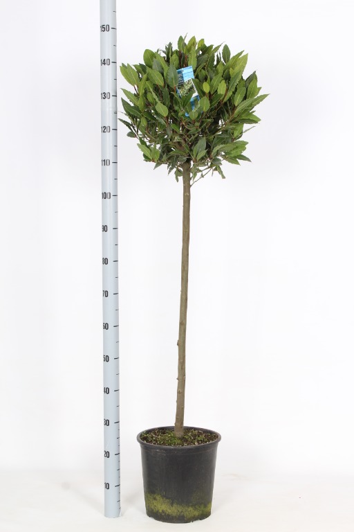 Picture of Laurus nobilis P29 (10 Ltr) 80/STD-40/45-HEAD