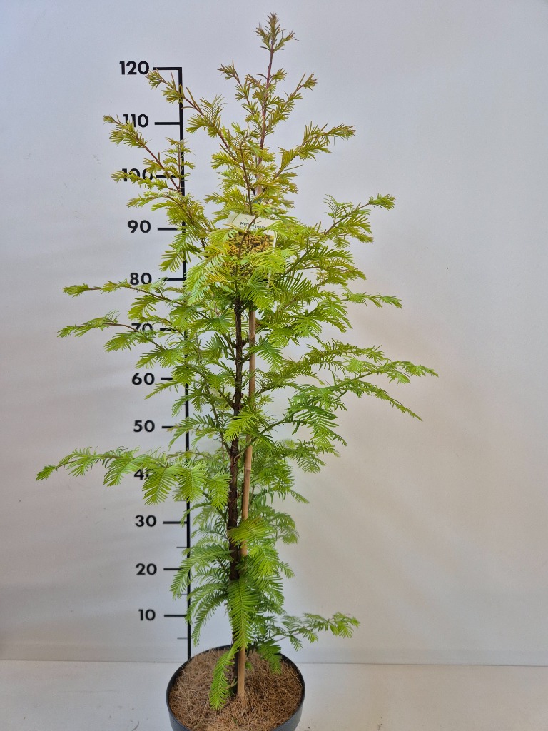 Metasequoia gl. Amber Glow