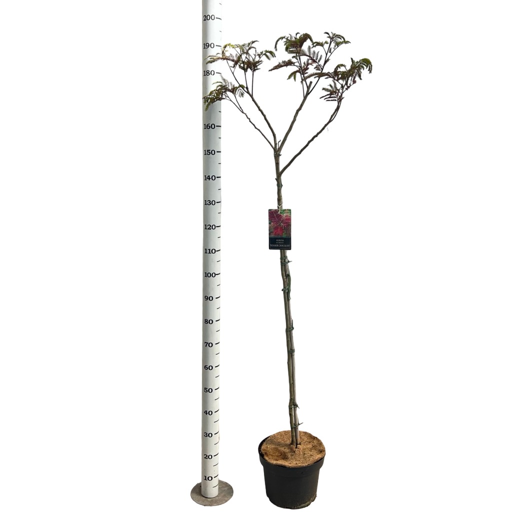 Albizia jul. Summer Chocolate