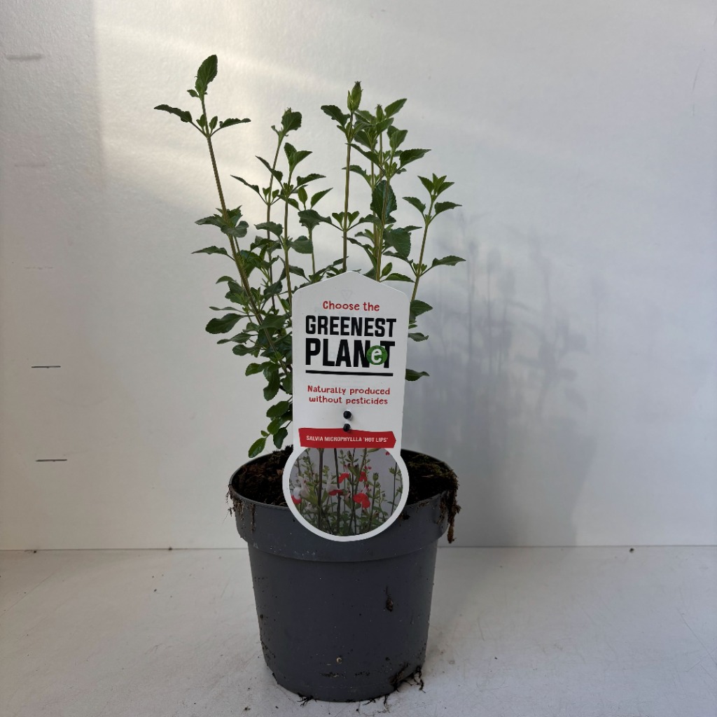 Salvia mic. Hot Lips