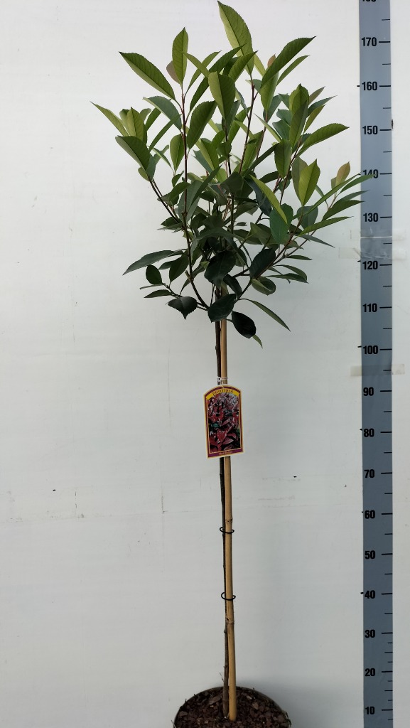 Picture of Photinia fras. Red Robin P26 (7.5 Ltr) 80/STD