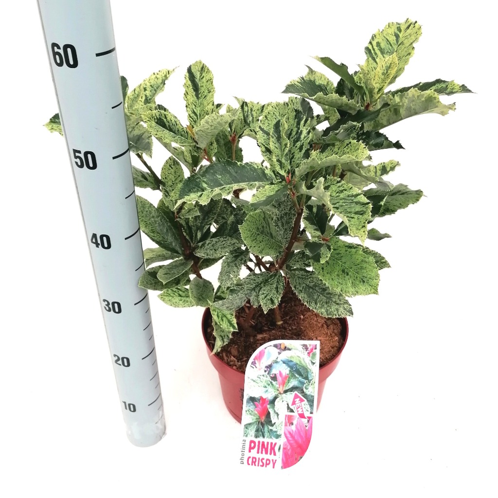 Picture of Photinia serratifolia Pink Crispy P23 (5 Ltr)