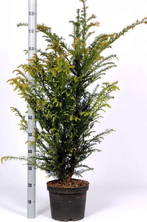 Picture of Trolley Deal 2024 Taxus baccata P26 (7.5 Ltr) 80/100 F.O. (051)