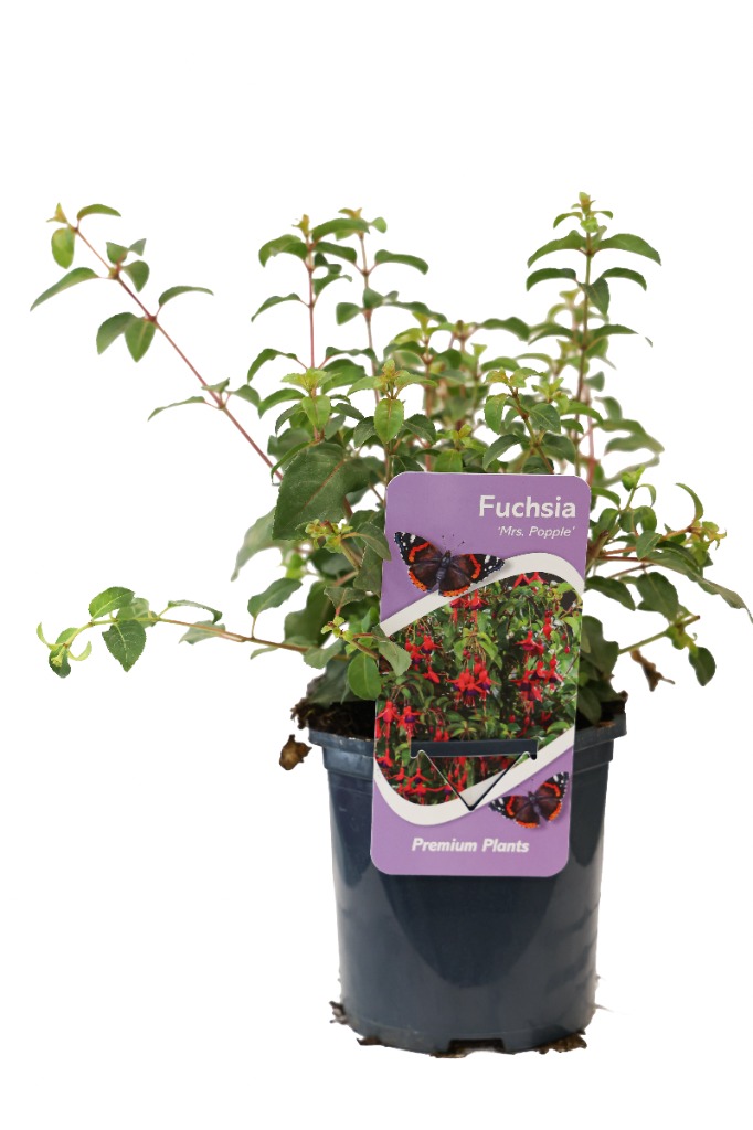 Fuchsia Mrs Popple