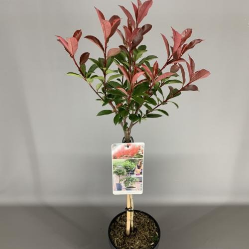 Picture of Photinia test fras. Carre Rouge P19 (3 Ltr) 50/STD