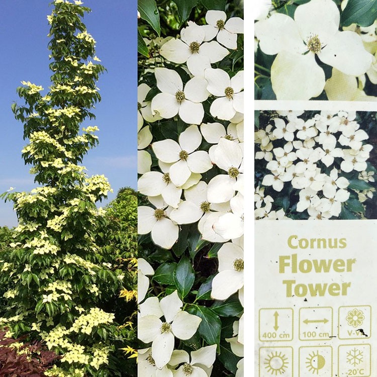 Picture of Cornus kousa Flower Tower P32 (15 Ltr)