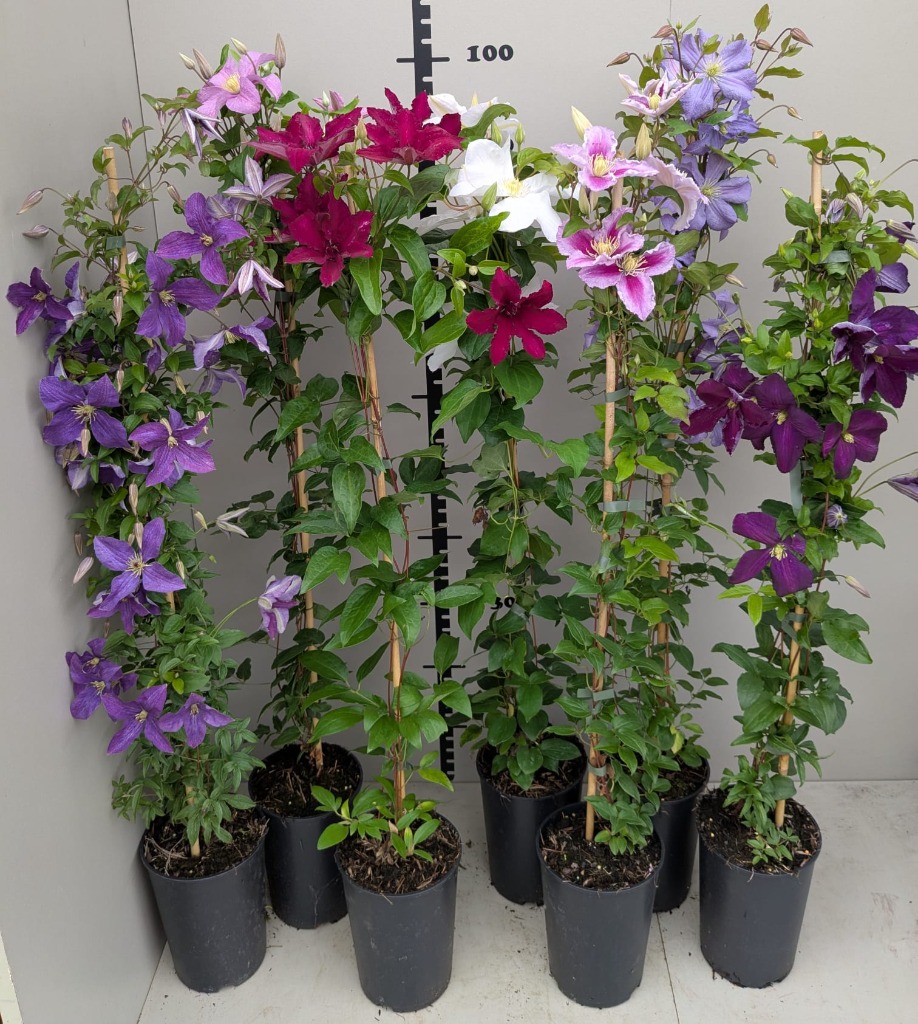 Picture of Trolley Deal 2025 Clematis hybrid budded 80/100  in varieties P15 (2 Ltr)