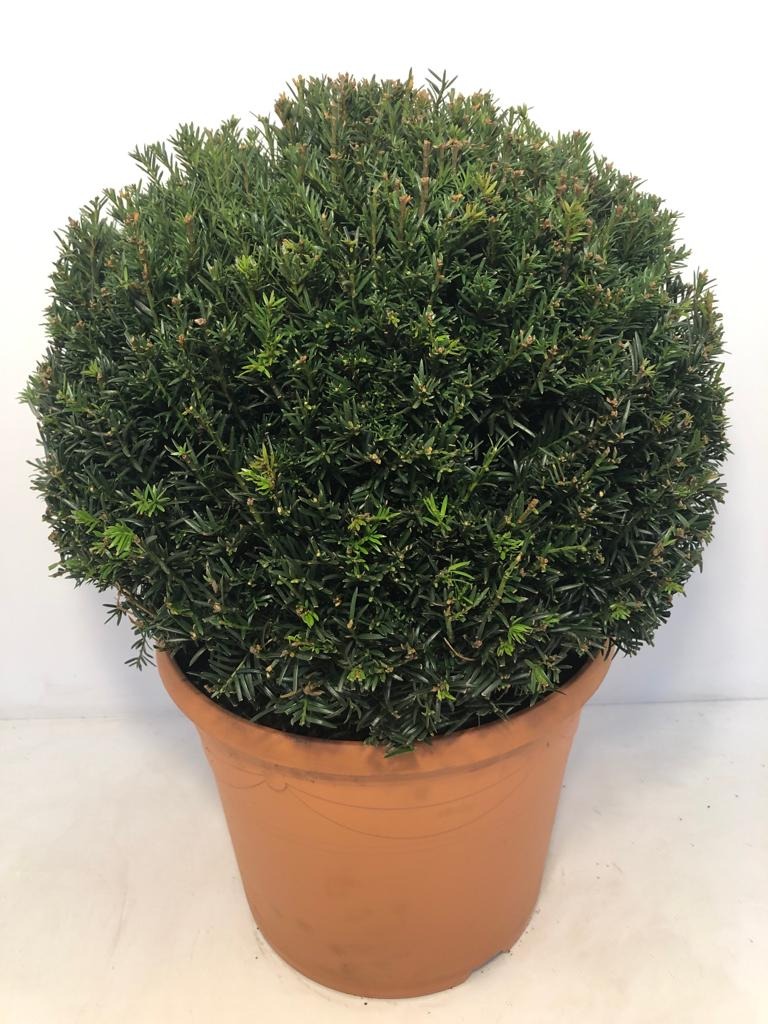 Picture of Taxus Baccata P34-(18-LTR) BALL-45/CM