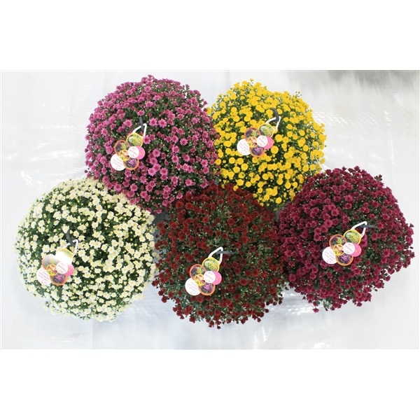 Picture of Chrysanthemum Skyfall P23 (5 Ltr) 1 kleur per pot