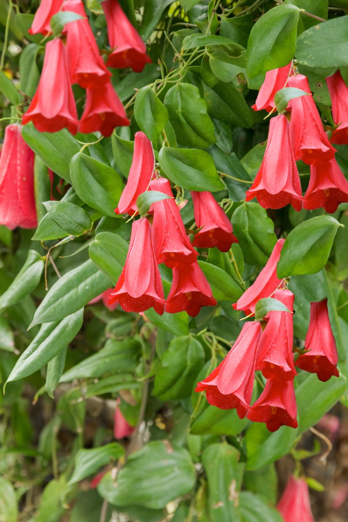 Picture of Lapageria Rosea P17 (July 2025) HTA Mr. Plant Geek’s Top Pick P17 (2 Ltr)