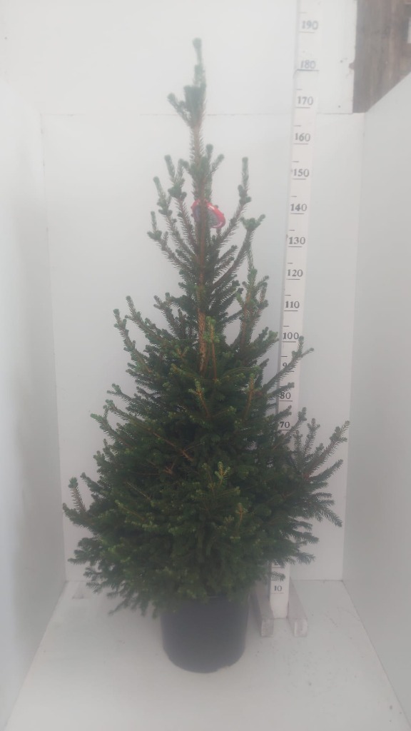 Picture of Trolley Deal 2024 Picea abies Will's Zwerg 180cm inc pot potted