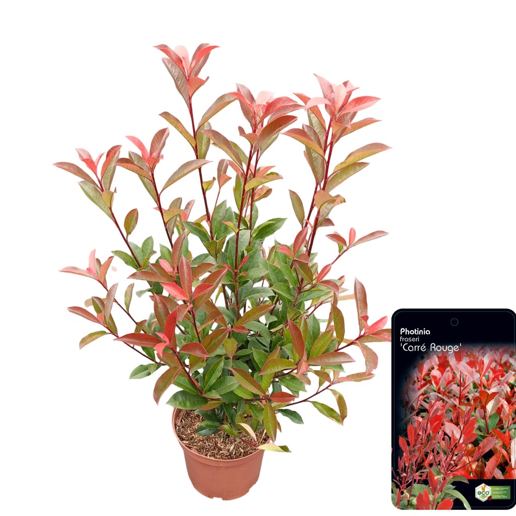 Picture of Photinia fras. Carre Rouge P23 (5 Ltr)