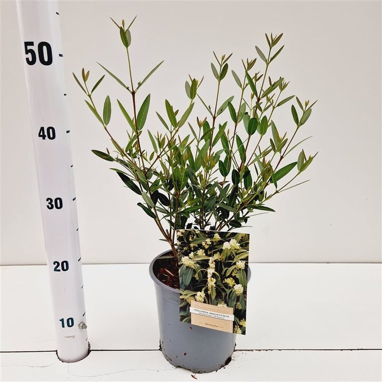 Picture of Phillyrea angustifolia P18 (2.5 Ltr) 40/50CM