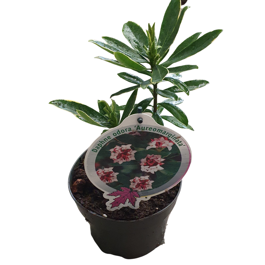 Billede af Daphne odora Aureomarginata P17 (2 Ltr)