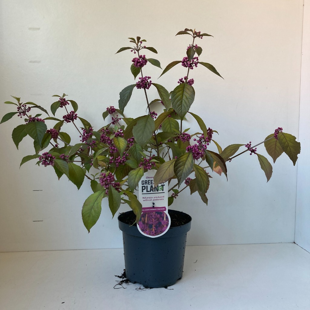 Picture of Callicarpa bodinieri Profusion P20-(3.5-LTR)
