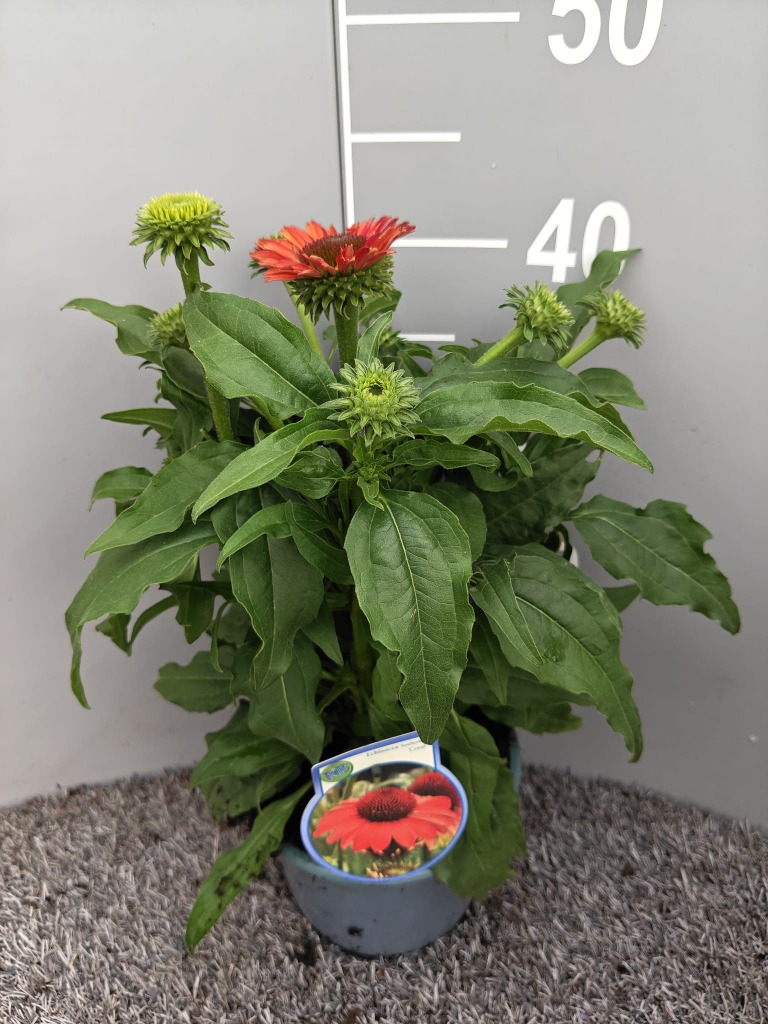 Echinacea purp. Sunseekers Coral
