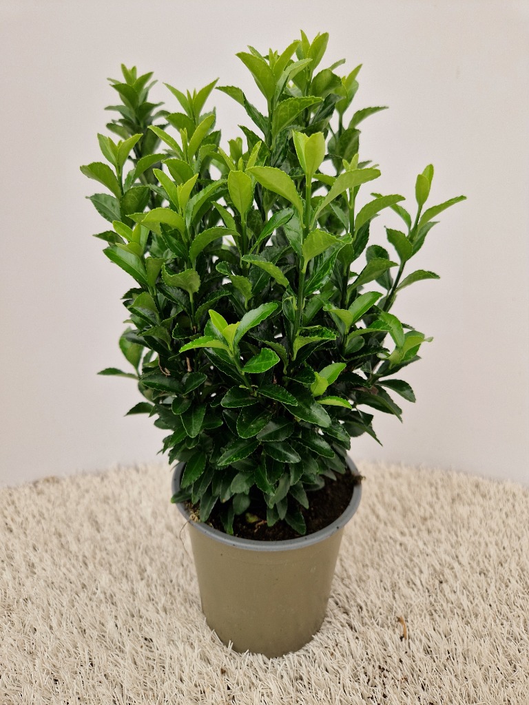 Picture of Euonymus jap. Green Spire P13 WITHOUT-LABEL