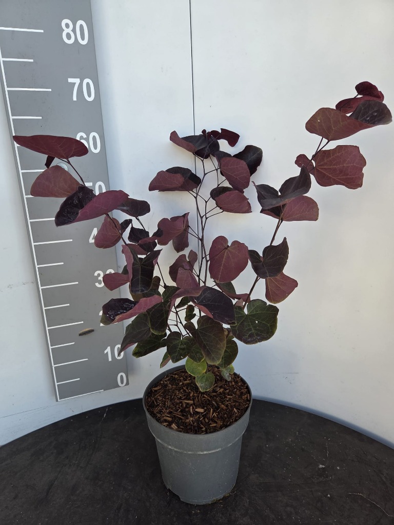 Cercis can. Merlot