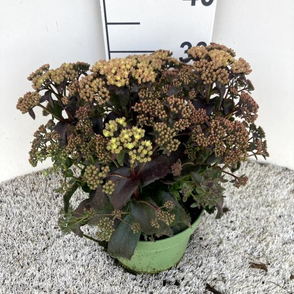 Picture of Sedum Peach Pearls P19 (3 Ltr) 60-CM