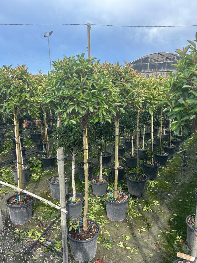 Picture of Photinia fraseri Red Robin C18 1/2 std 40/50 head