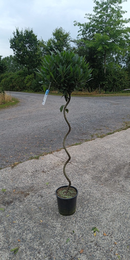 Obrázek Laurus nobilis P29 (10 Ltr) 110/SPIRAL STD 40/45 HEAD