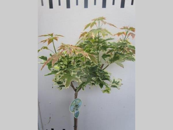 Picture of Acer plat. Drummondii P23 (5 Ltr) 80STD