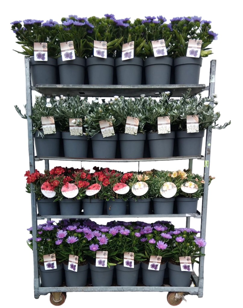 Picture of Trolley Deal 2025 Alstroemeria-Convolvulus-Stokesia mix