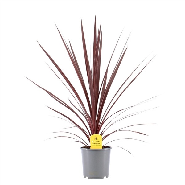 Picture of Cordyline australis Red Star P17 (2 Ltr)